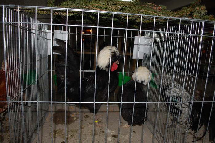 expo_acpara_2013_2_ (72)