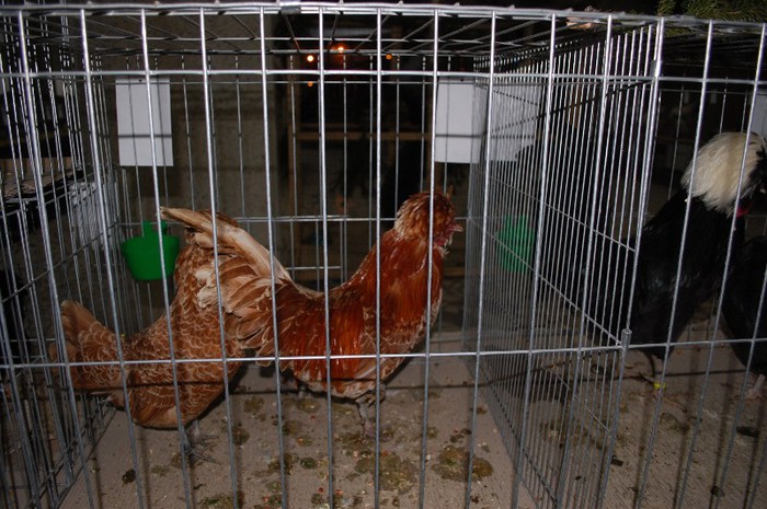 expo_acpara_2013_2_ (73)