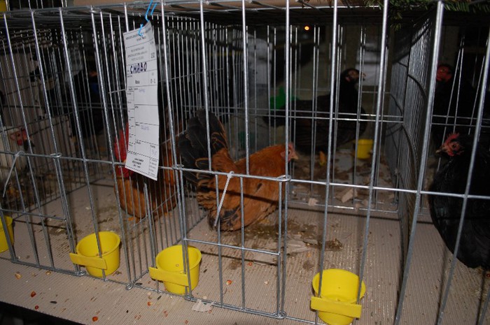 expo_acpara_2013_2_ (74) - Expo 2013 Arges Sambata