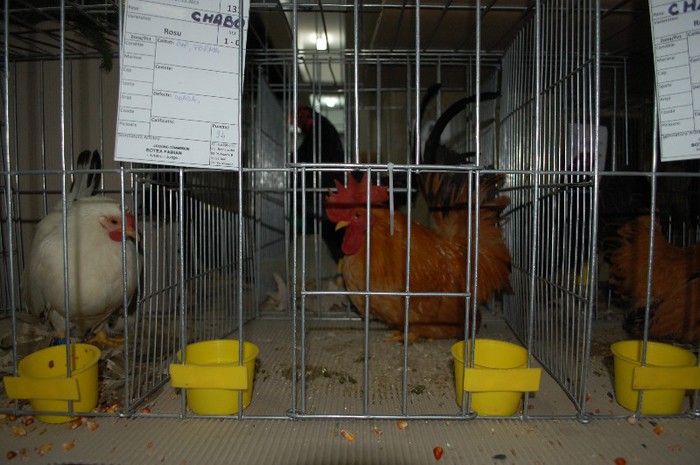 expo_acpara_2013_2_ (75) - Expo 2013 Arges Sambata