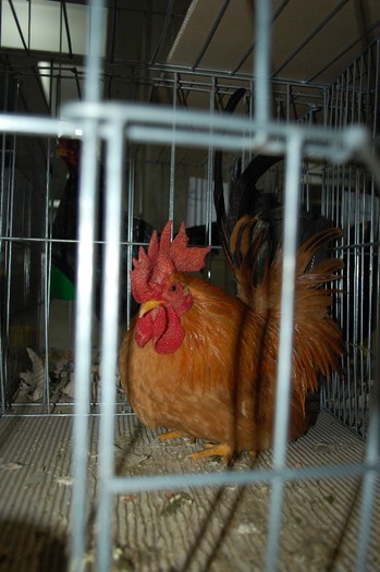 expo_acpara_2013_2_ (78)