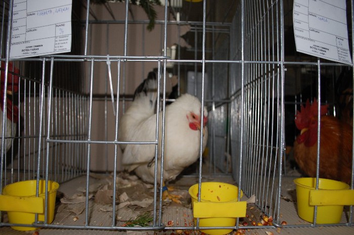 expo_acpara_2013_2_ (79)