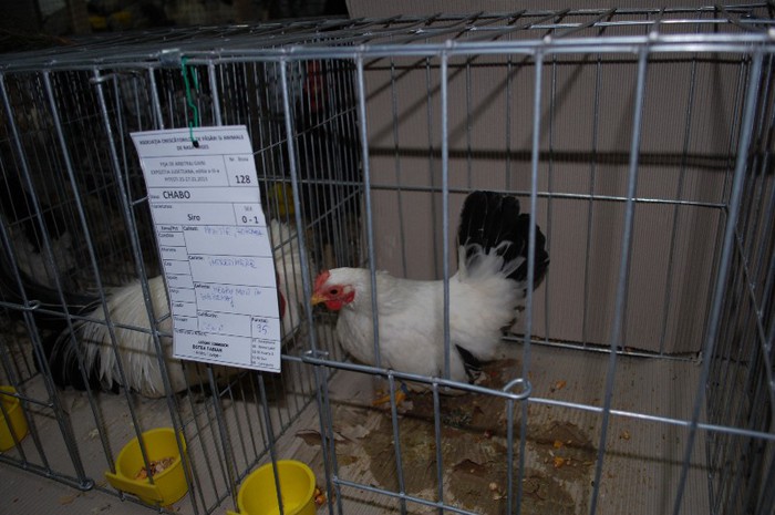 expo_acpara_2013_2_ (83)