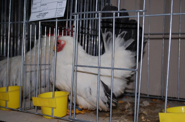 expo_acpara_2013_2_ (85)