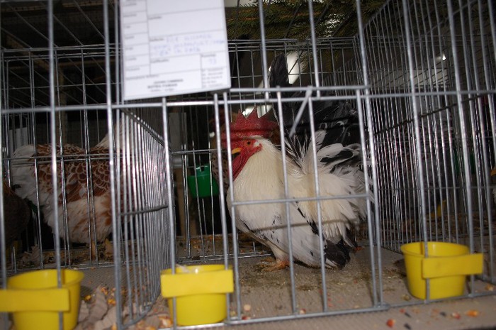 expo_acpara_2013_2_ (90)