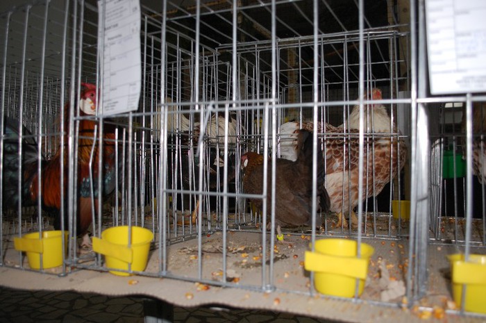 expo_acpara_2013_2_ (91)