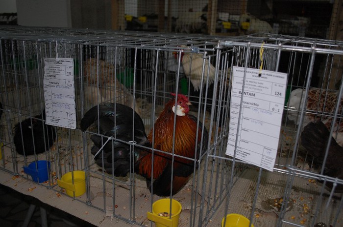 expo_acpara_2013_2_ (92)