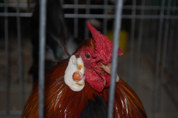 expo_acpara_2013_2_ (93)