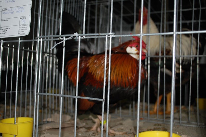 expo_acpara_2013_2_ (96)