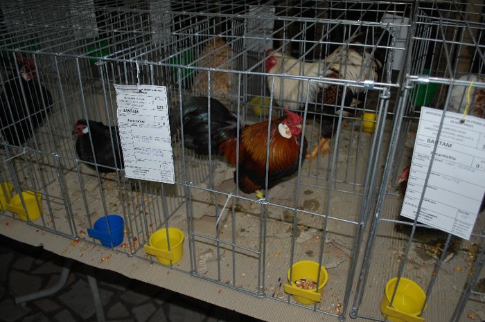 expo_acpara_2013_2_ (98) - Expo 2013 Arges Sambata