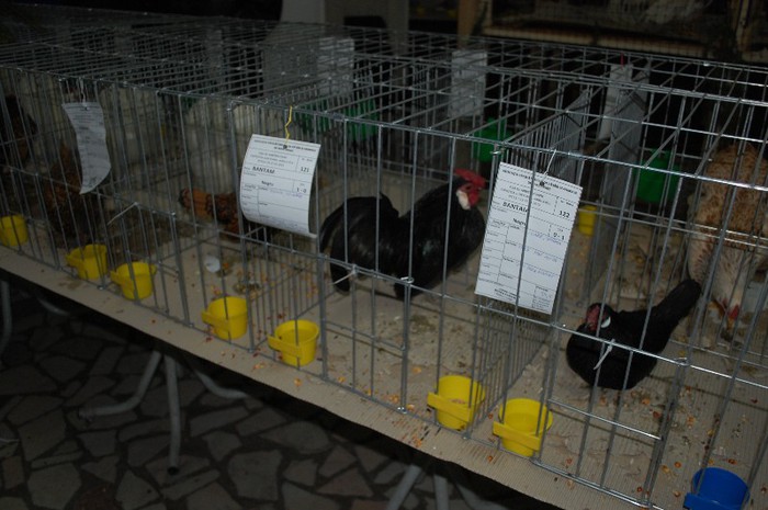 expo_acpara_2013_2_ (99) - Expo 2013 Arges Sambata