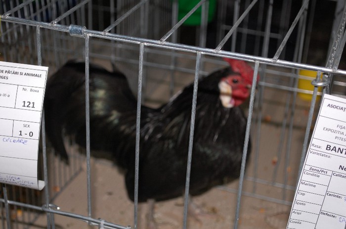 expo_acpara_2013_2_ (100) - Expo 2013 Arges Sambata