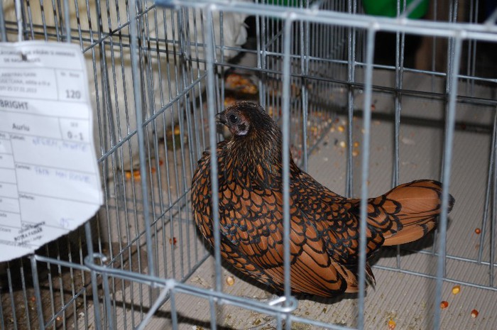 expo_acpara_2013_2_ (101) - Expo 2013 Arges Sambata