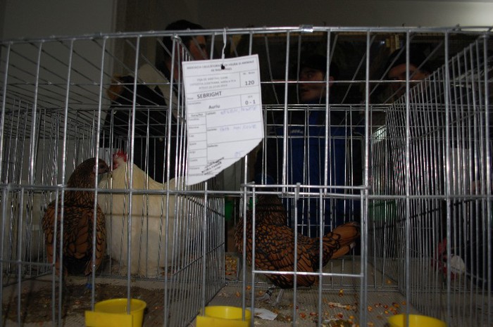 expo_acpara_2013_2_ (102) - Expo 2013 Arges Sambata