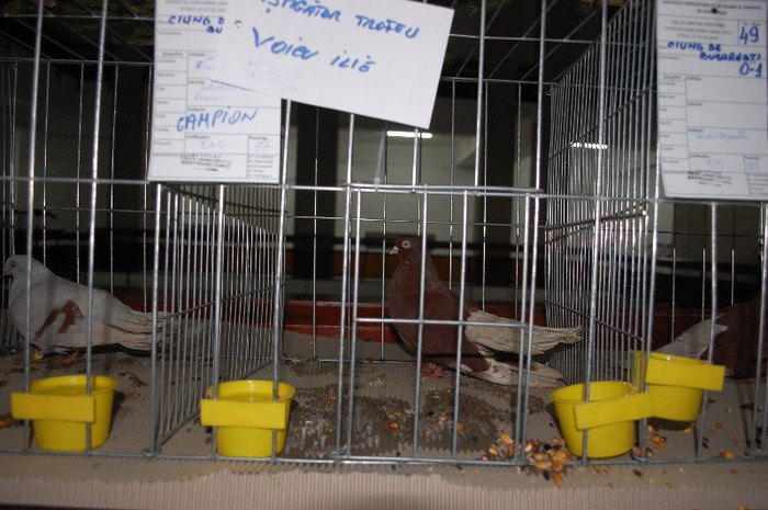 expo_acpara_2013_2_ (107) - Expo 2013 Arges Sambata