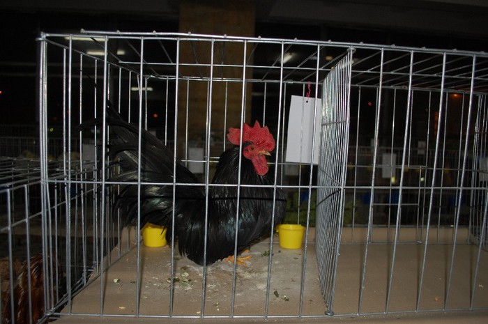 expo_acpara_2013_2_ (114) - Expo 2013 Arges Sambata