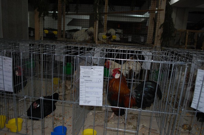 expo_acpara_2013_2_ (115) - Expo 2013 Arges Sambata