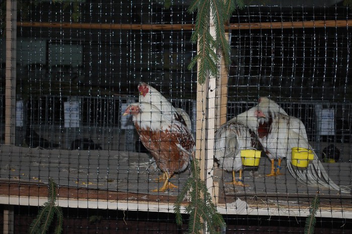 expo_acpara_2013_2_ (122) - Expo 2013 Arges Sambata