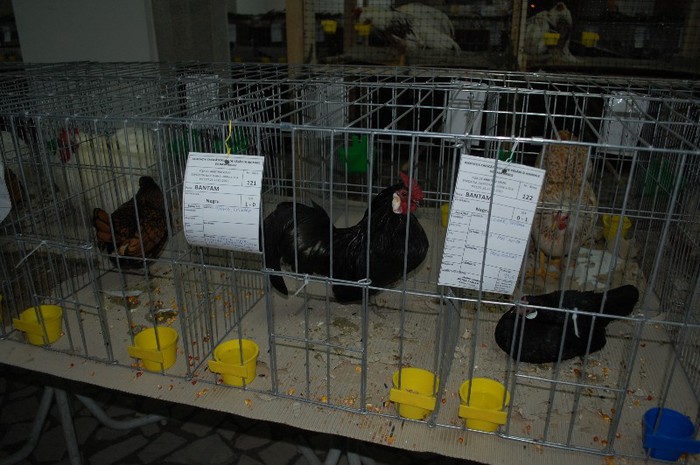 expo_acpara_2013_2_ (123) - Expo 2013 Arges Sambata