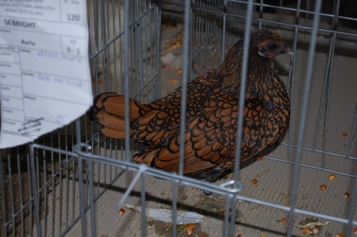 expo_acpara_2013_2_ (125) - Expo 2013 Arges Sambata