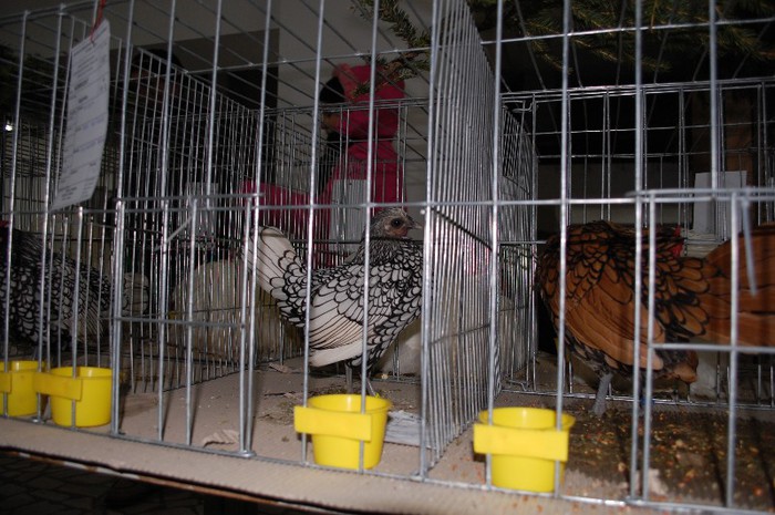 expo_acpara_2013_2_ (128) - Expo 2013 Arges Sambata