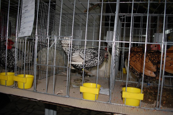 expo_acpara_2013_2_ (129) - Expo 2013 Arges Sambata