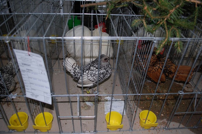 expo_acpara_2013_2_ (130) - Expo 2013 Arges Sambata