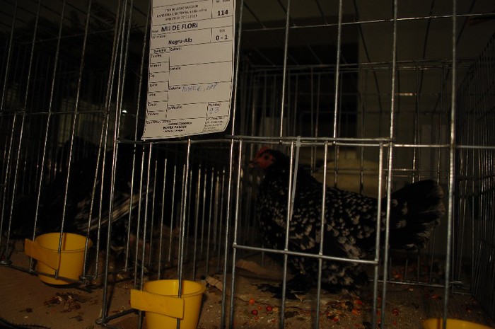 expo_acpara_2013_2_ (133) - Expo 2013 Arges Sambata