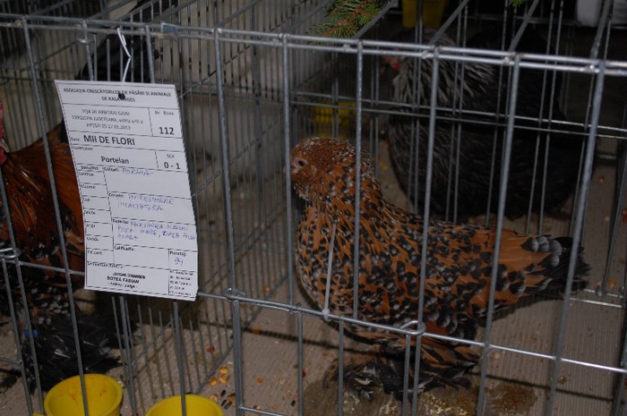 expo_acpara_2013_2_ (139) - Expo 2013 Arges Sambata