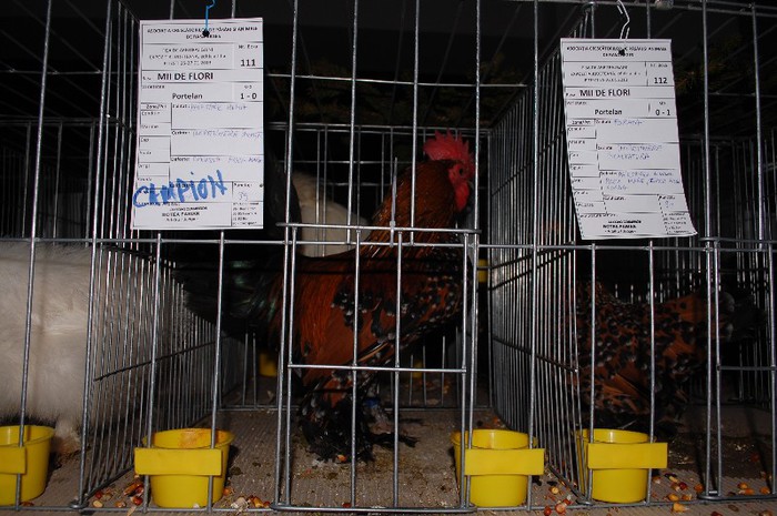 expo_acpara_2013_2_ (142) - Expo 2013 Arges Sambata