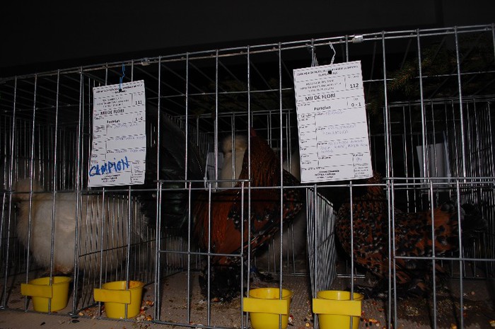 expo_acpara_2013_2_ (143) - Expo 2013 Arges Sambata