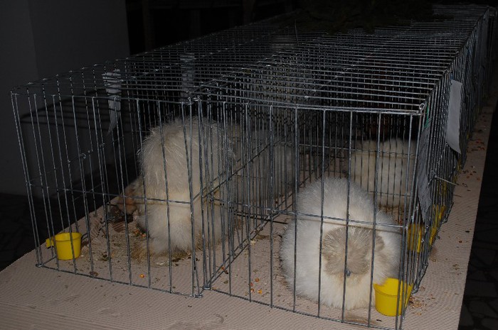 expo_acpara_2013_2_ (146) - Expo 2013 Arges Sambata