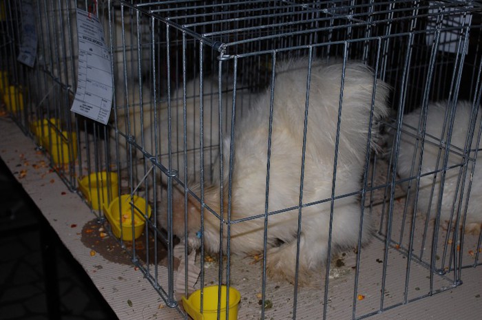 expo_acpara_2013_2_ (147) - Expo 2013 Arges Sambata