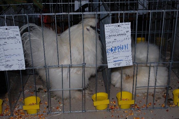 expo_acpara_2013_2_ (148) - Expo 2013 Arges Sambata