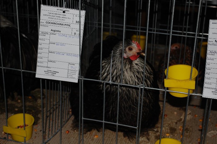 expo_acpara_2013_2_ (153) - Expo 2013 Arges Sambata