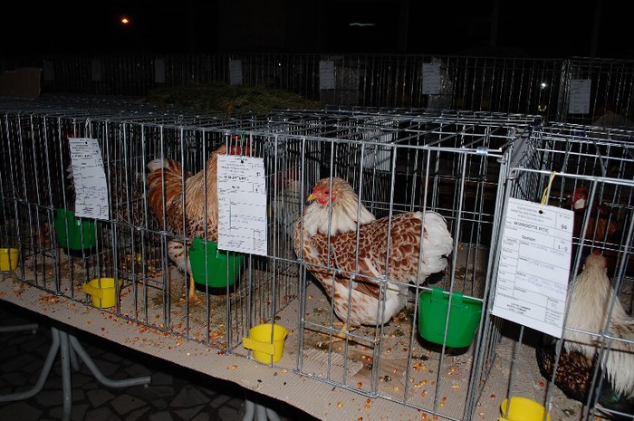 expo_acpara_2013_2_ (157) - Expo 2013 Arges Sambata