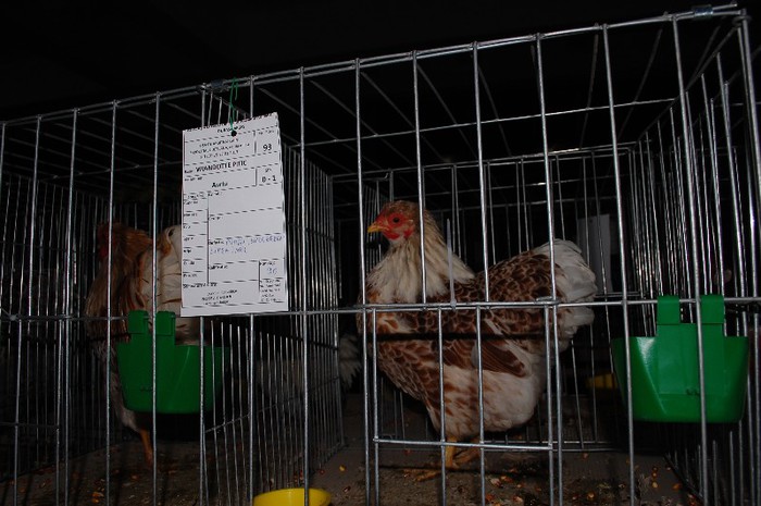 expo_acpara_2013_2_ (158) - Expo 2013 Arges Sambata