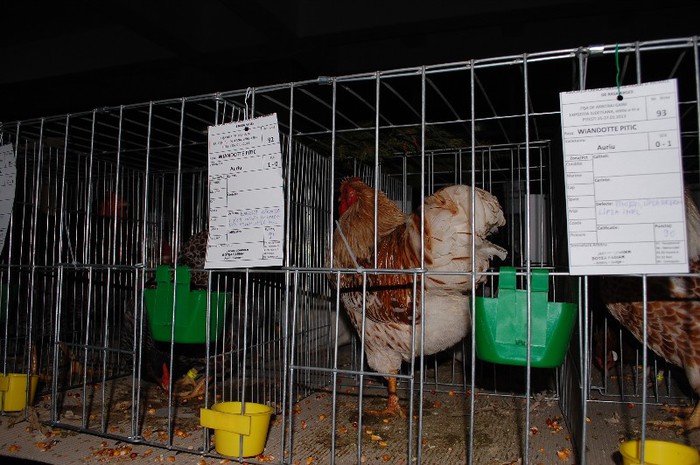 expo_acpara_2013_2_ (159) - Expo 2013 Arges Sambata