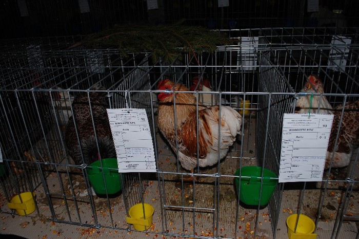 expo_acpara_2013_2_ (160) - Expo 2013 Arges Sambata