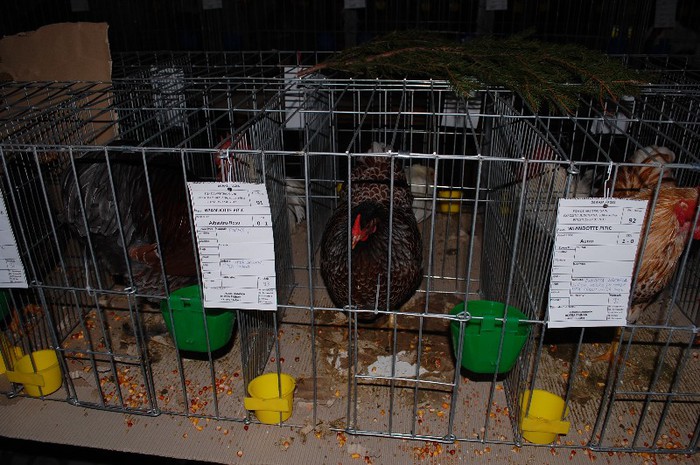 expo_acpara_2013_2_ (161) - Expo 2013 Arges Sambata