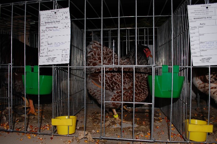 expo_acpara_2013_2_ (163) - Expo 2013 Arges Sambata