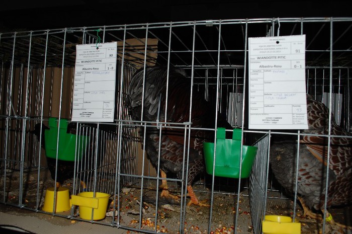 expo_acpara_2013_2_ (164) - Expo 2013 Arges Sambata