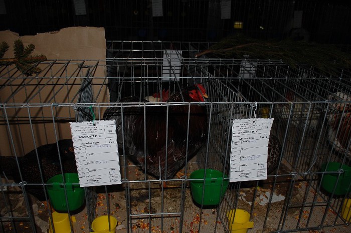 expo_acpara_2013_2_ (165) - Expo 2013 Arges Sambata