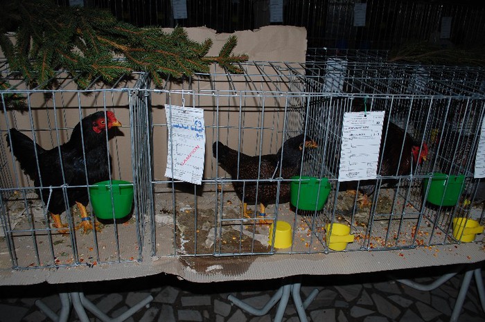 expo_acpara_2013_2_ (167) - Expo 2013 Arges Sambata