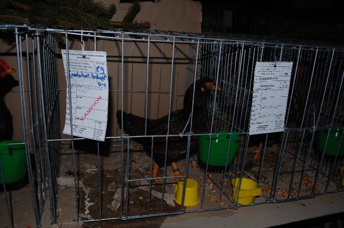 expo_acpara_2013_2_ (168) - Expo 2013 Arges Sambata