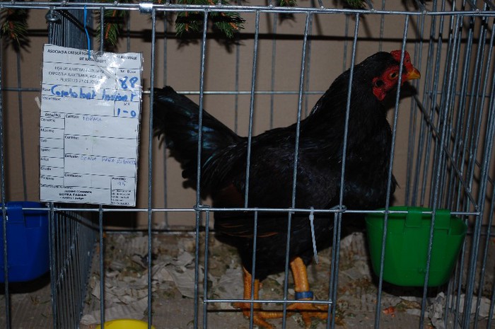 expo_acpara_2013_2_ (170) - Expo 2013 Arges Sambata