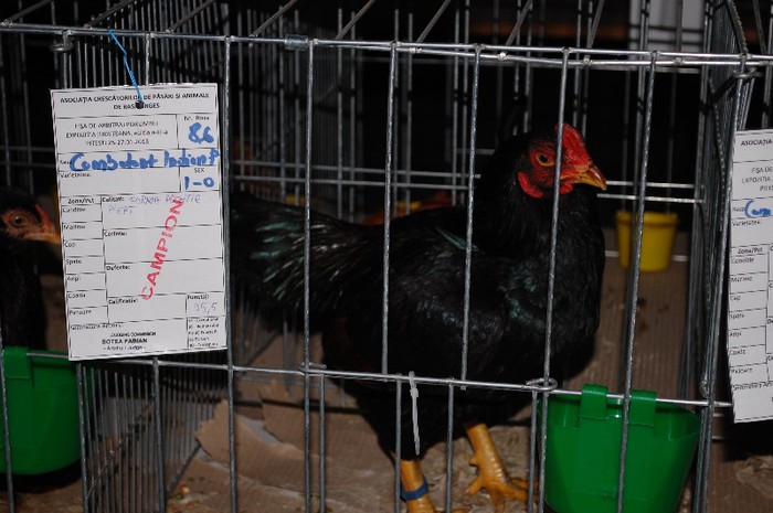 expo_acpara_2013_2_ (172) - Expo 2013 Arges Sambata