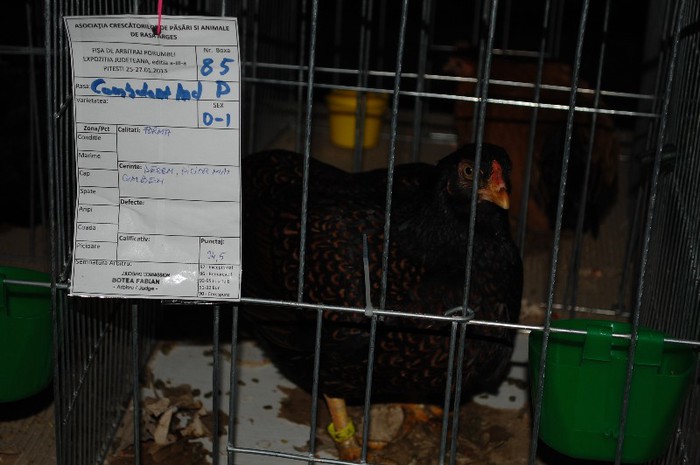 expo_acpara_2013_2_ (173) - Expo 2013 Arges Sambata