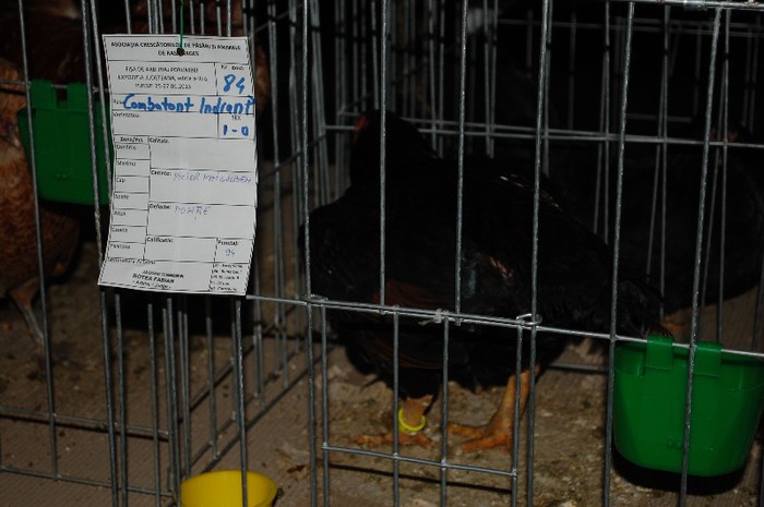 expo_acpara_2013_2_ (174) - Expo 2013 Arges Sambata