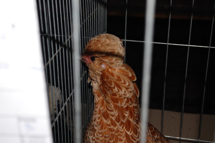 expo_acpara_2013_2_ (177)